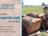 Thế giới đồ gỗ Phong Lâm - nơi tập trung mua bán gỗ nguyên khối ở Tây Ninh